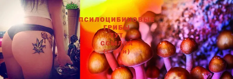 МЕГА ТОР  где можно купить   Нововоронеж  Галлюциногенные грибы Psilocybine cubensis 